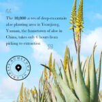 SADOER Aloe Vera Long-Lasting Foundation (Ivory White) 30ml - Image 7