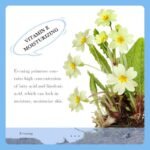 SADOER Evening Primrose Vitamin E Gel 300g - Image 4